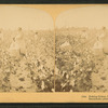 Picking cotton, Louisiana.