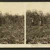Cutting the cane on a sugar plantation, near New Orleans, Louisiana, U.S.A.