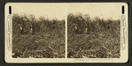 Cutting the cane on a sugar plantation, near New Orleans, Louisiana, U.S.A.