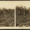 Cutting the cane on a sugar plantation near New Orleans, Louisiana, U.S.A.
