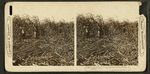 Cutting the cane on a sugar plantation near New Orleans, Louisiana, U.S.A.
