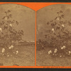 Cotton plant in bloom.