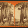 Cypress tree, 25 feet diameter.
