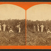 Sugar cane cutting.