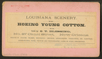 Hoeing young cotton.