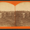 Hoeing young cotton.
