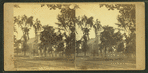 Church bordered with trees, road in foreground.