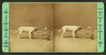 Studio view showing a dogs with a bird in a cage.