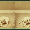 Studio portrait of a dog.