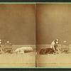 Studio portrait of 3 dogs and a birdcage.