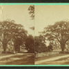 Old elm, Sheffield, Mass.
