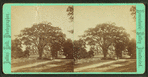 Old elm, Sheffield, Mass.