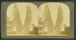 A beautiful avenue of Poplars, Lenox, Mass.