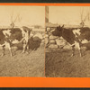 View of a cow next to stone fence.