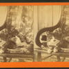 Portrait of a cat in a chair.