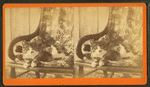 Portrait of a cat in a chair.