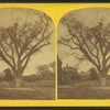 Washington elm, Cambridge, Mass.