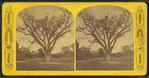 Washington elm, Cambridge, Mass.
