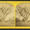 Washington elm, Cambridge, Mass.