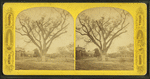 Washington elm, Cambridge, Mass.