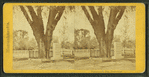 Washington elm, Cambridge.
