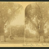 Washington elm, Cambridge, Mass.