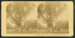 Washington elm, Cambridge, Mass.