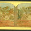 Washington elm, Cambridge, Mass.