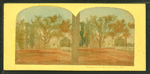 Washington elm, Cambridge, Mass.
