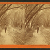 Willow Road, Lanesville, Mass.