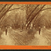 Willow road, Lanesville, Mass.