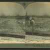 Drying codfish in the sun--Gloucester and harbor in the distance, Mass., U.S.A.
