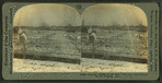 Drying codfish in the sun--Gloucester and harbor in the distance, Mass., U.S.A.
