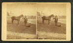 Man standing next to a horse wtih a dog at his feet.