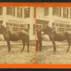 Man holding reins of horse.