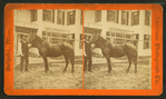 Man holding reins of horse.