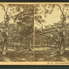 The Consecrated Cedar, Oak Bluffs.