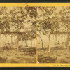 Welsey Park-- The Highlands.