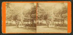 People posing under a tree.