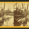 Taking the blubber off a whale at Nantucket.