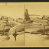 View of beached blackfish with some people standing among them.