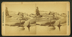 View of beached blackfish with some people standing among them.