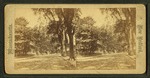 View of a tree-lined street.
