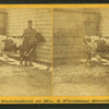 Man and cow in corner of yard.