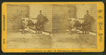 Man and cow in corner of yard.