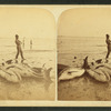 Man on a beach standing next to blackfish.