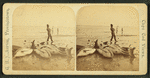 Man on a beach standing next to blackfish.