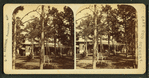 View of a house and a yard with pine trees and a rustic bench.
