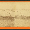 View of blackfish in the water and beached on the shore with boats beyond.