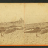 View of beached blackfish.
